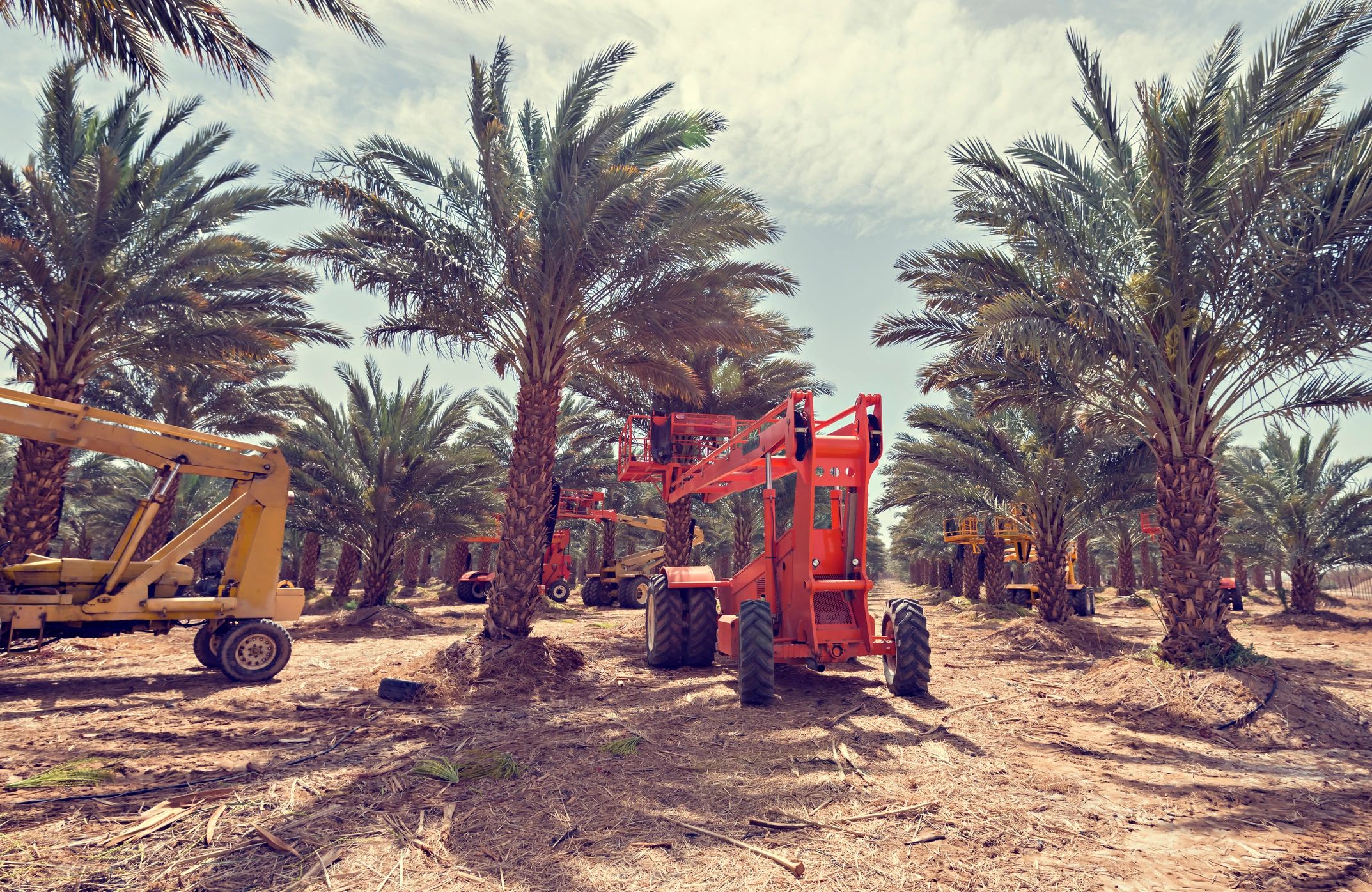 fresh fruit harvest Egypt